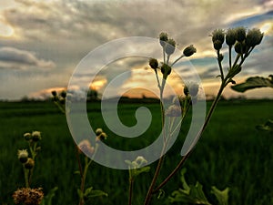 Eriophorum virginicum against a background of natural landscape