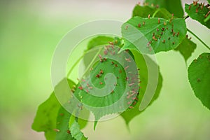 The eriophyes tiliae galls growing on leaves. Parasites of plants. A tree damaged by herbivorous mites