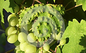 Eriophyes vitis is a mite species in the genus Eriophyes infecting grape leaves, Vitis vinifera