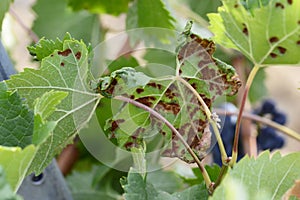 Eriophyes vitis vine leafs disease