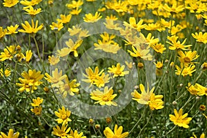 Eriophyllum lanatum with yellow flowers