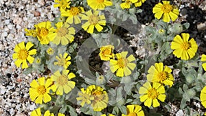 Eriophyllum Wallacei Bloom - Coachella Valley Desert - 040522