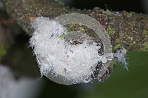 Eriosoma lanigerum, the woolly apple aphid or American blight. It is important pest of apple trees in orchards.