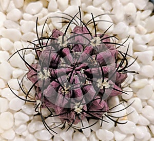 Eriosyce ball cactus