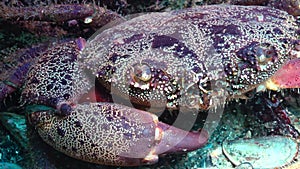 Eriphia verrucosa, sometimes called the warty crab or yellow crab. Black Sea