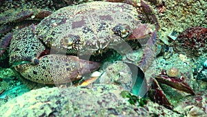 Eriphia verrucosa, sometimes called the warty crab or yellow crab. Black Sea