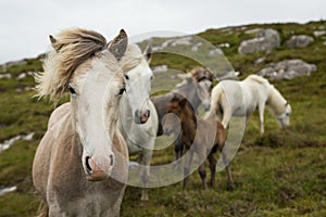 Eriskay Ponies