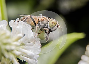 Eristalinus arvorum