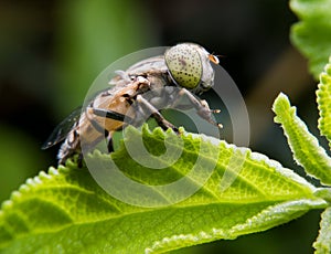 Eristalinus arvorum