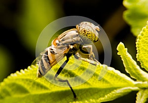 Eristalinus arvorum