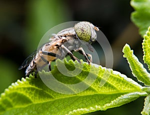 Eristalinus arvorum