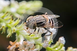Eristalinus arvorum
