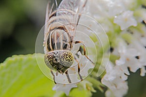 Eristalinus arvorum