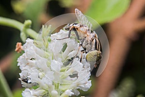 Eristalinus arvorum