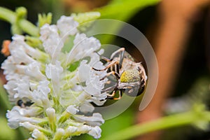 Eristalinus arvorum