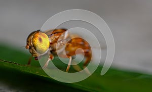 Eristalinus arvorum on a green leaf with a background yellow flower macro focus on eyes