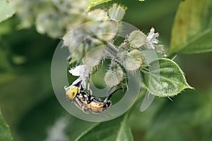 Eristalinus flies are a genus of hoverfly.