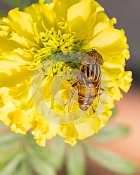 Eristalinus megacephalus fly sitting on marigold flower