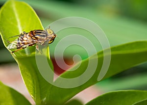 Eristalinus megacephalus fly turning its head