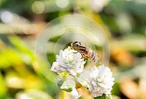 Eristalinus megacephalus , hoverfly, A fly on a white flower with bokeh morning light