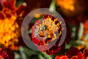 Eristalinus taeniops on Marigold Flower