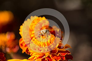 Eristalinus taeniops on Marigold Flower