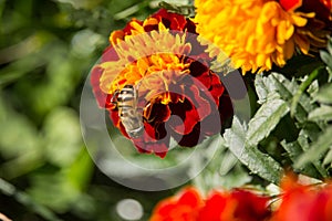 Eristalinus taeniops on Marigold Flower