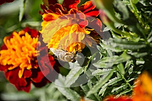 Eristalinus taeniops on Marigold Flower
