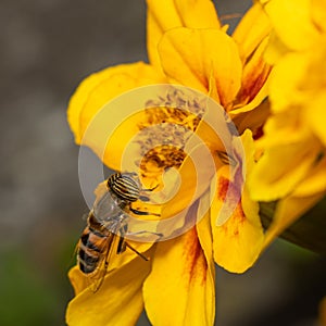 eristalinus taeniops pollinating in a yellow flower