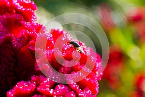 Eristalinus taeniops is a species of hover-fly Photography