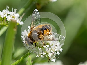 Eristalis horticola hoverfly or dronefly