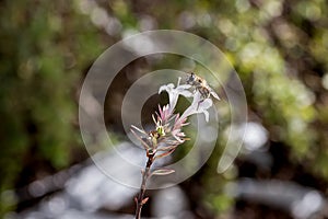 Eristalis a large genus of hoverflies, family Syrphidae in a garden