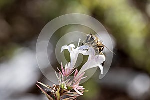 Eristalis a large genus of hoverflies, family Syrphidae in a garden