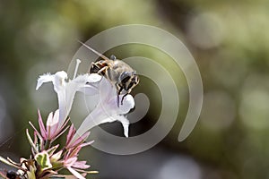 Eristalis a large genus of hoverflies, family Syrphidae in a garden