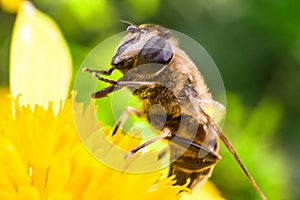 Eristalis Pertinax