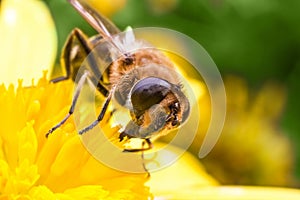 Eristalis Pertinax