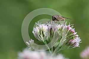 Eristalis tenax, also known as the drone fly, on hemp-agrimony