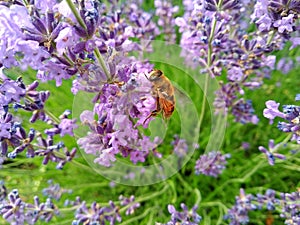 Eristalis tenax is a hoverfly, also known as the drone fly. Palpada on levender. Lavandula common name lavender