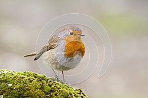 Erithacus rubecula photo