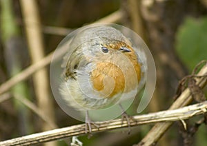 Erithacus rubecula