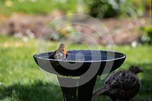 An erithacus rubecula, commonly known as a robin, having a wash in a bird bath, with a shallow depth of field