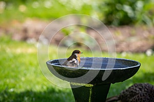 An erithacus rubecula, commonly known as a robin, having a wash in a bird bath, with a shallow depth of field