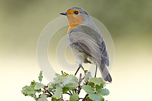 Erithacus rubecula European robin perched on an oak branch