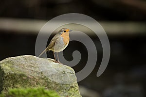 Erithacus rubecula. European small bird, ubiquitous throughout Europe.