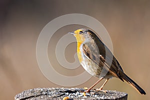 Erithacus rubecula or petirrojo europeo with copy space for text photo