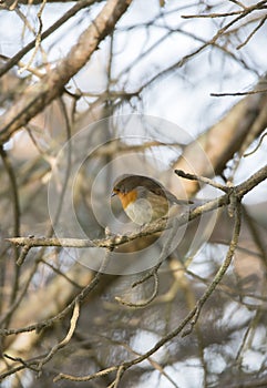 Erithacus rubecula, robin