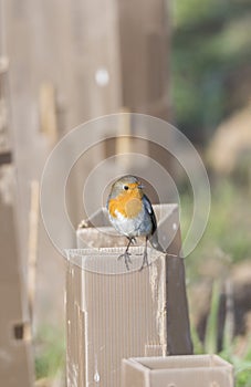 Erithacus rubecula, robin