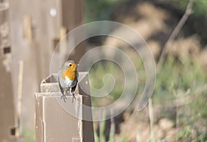 Erithacus rubecula, robin