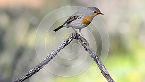 Erithacus rubecula or robin bird on branch