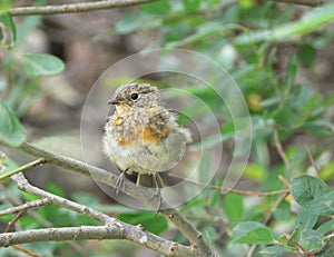 Erithacus rubecula